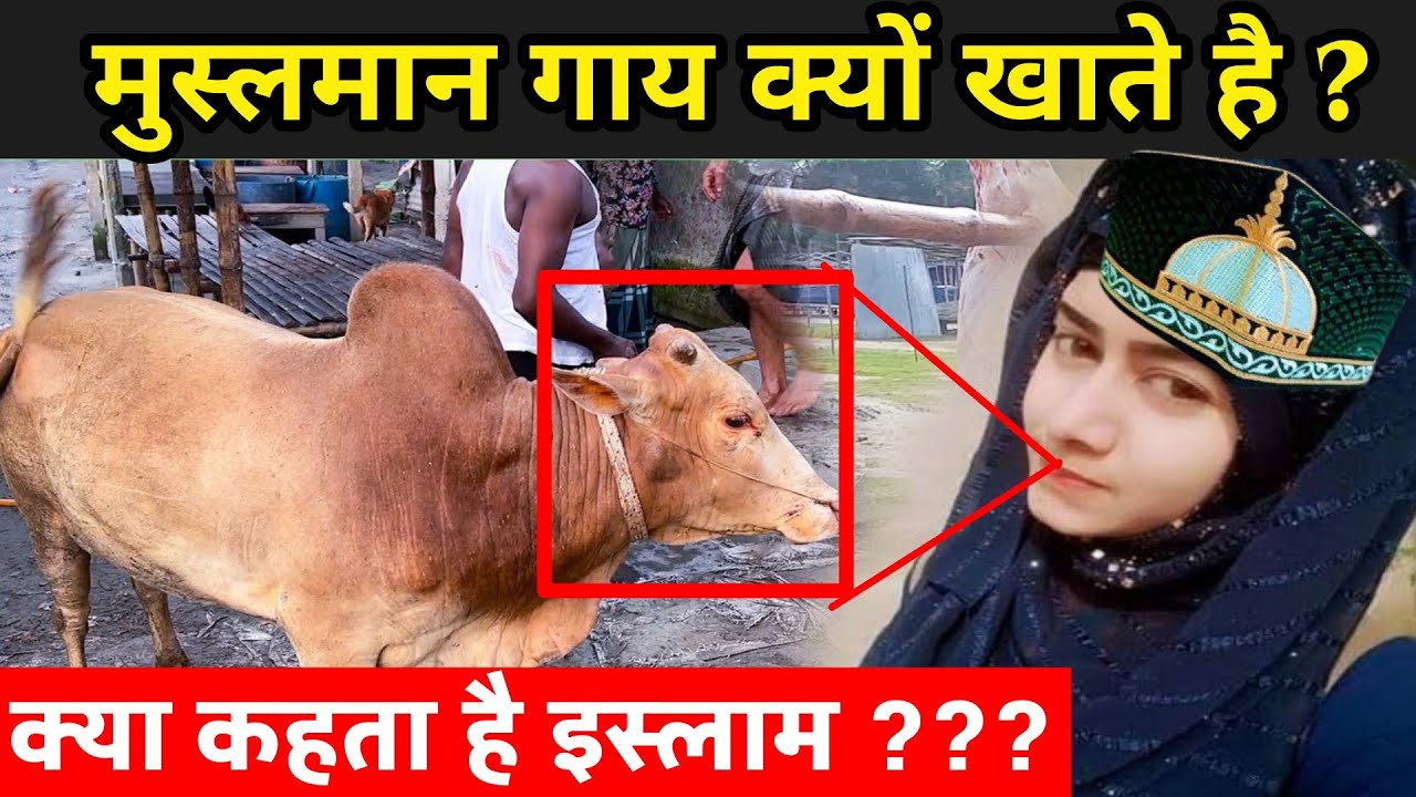 मुस्लमान गाय क्यों खाते है